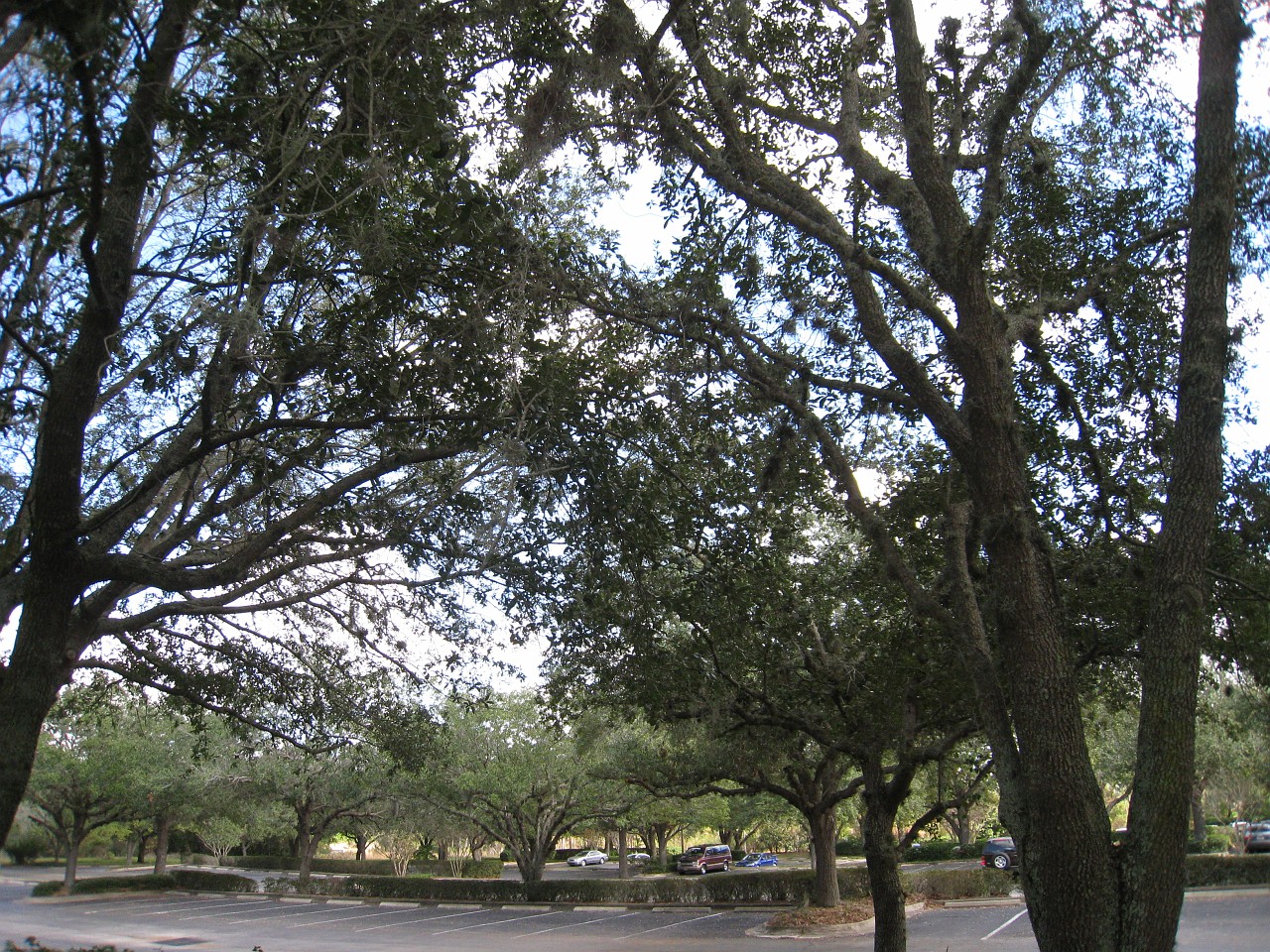 Vacation 2007-12 - Beaches Disney Hotels 0475.jpg - On the 2007-08 Florida vacation we visited beaches from Fort Myers to Sanibel Island sampling local food along the way. Green water and white sugar beaches! Arriving at Disney World we visited several of the theme resorts.